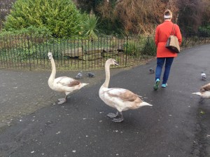 The massive swans at St. Stephen's Green