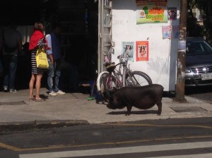 And if all else fails, seeing a potbellied pig on the streets made the trip worthwhile.